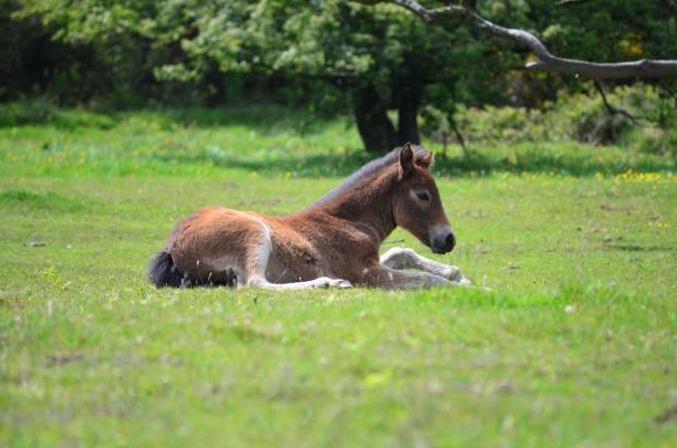 istock Exmoor National Park 1503253491