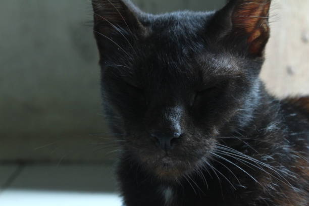 istock Close-up of black cat staring mischievously grinning with eyes closed. 1503253605