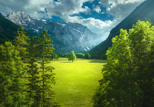 Aerial view of tree in green alpine meadows in mountains at sunset in summer in Logar valley, Slovenia. Top drone view of field, green grass, forest, rocks, blue sky with clouds and sunlight. Nature