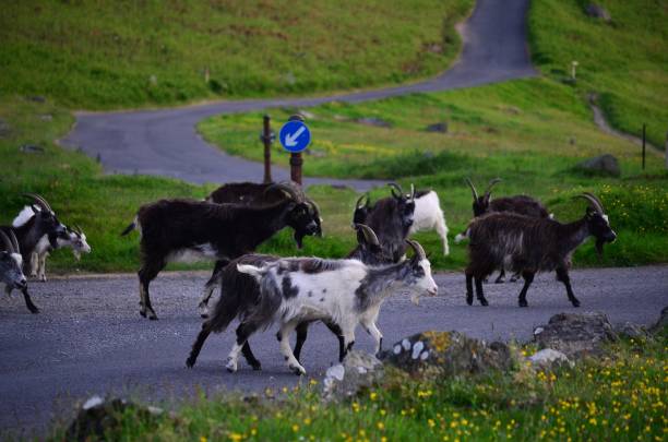 istock Exmoor National Park 1503255739