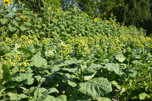Growing tobacco plants. Nicotiana Rustica, or Aztec tobacco is blooming with yellow small flowers. A tobacco plant with yellow flowers and honey bees.