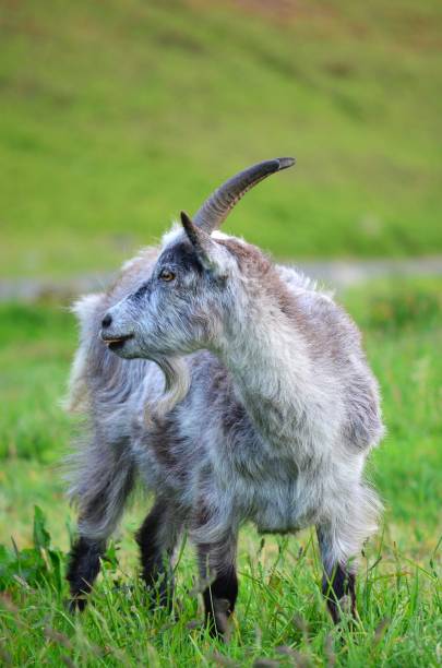 istock Exmoor National Park 1503255839