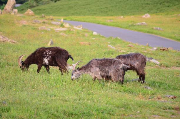 istock Exmoor National Park 1503255918