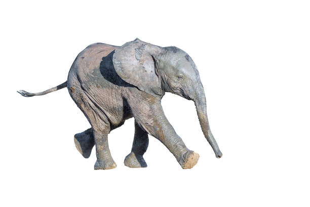istock African elephant calf running. Isolated on white 1503256718