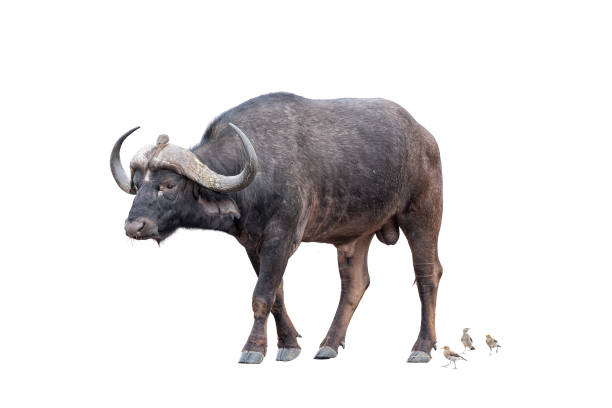 istock Cape buffalo, Syncerus caffer. Isolated on white 1503257562