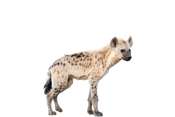 istock Spotted hyena standing. Isolated on white 1503257847