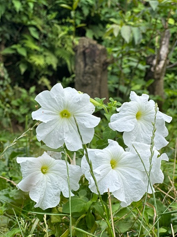 Siroi Lily Millingtonia Hortensis Flowrs