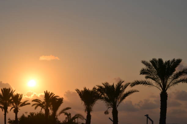 sunset with many palm trees and red sky with sun