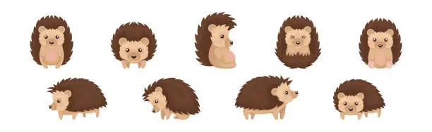 Vector illustration of Cute Brown Hedgehog in Various Poses Vector Set