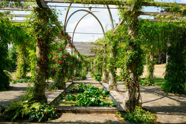 istock Plants growing over a wooden pergola 1503262105