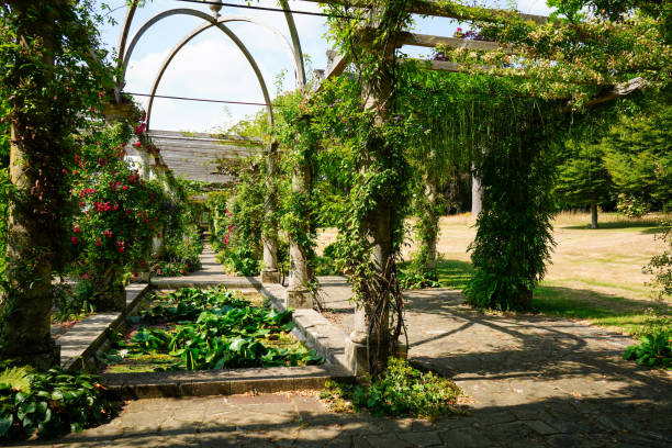 istock Plants growing over a wooden pergola 1503262177