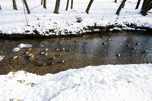 Ducks on frozen river at winter sunny day.