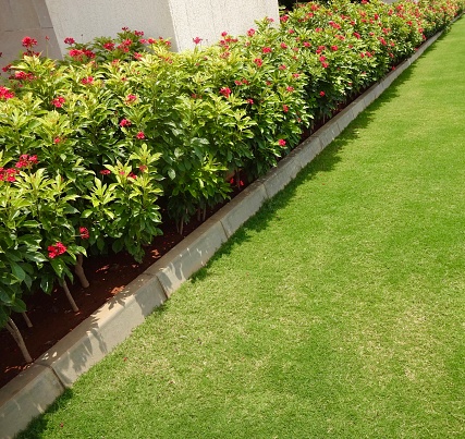 Beautifully designed garden with greenery