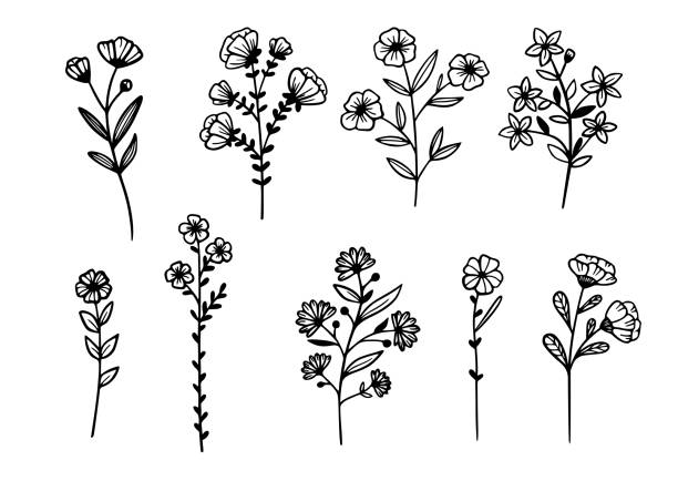 ilustrações de stock, clip art, desenhos animados e ícones de flower plant line art simple drawn set. - flower flourishes paint backgrounds