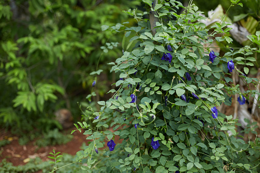 Clitoria ternatea or butterfly pea flower in natural garden background