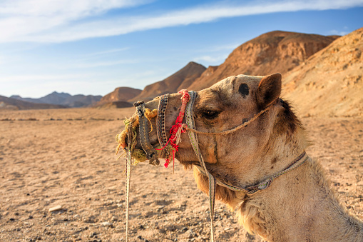 One camel chewing dry grass, dromedary-camel in Wahiba desert in Oman.