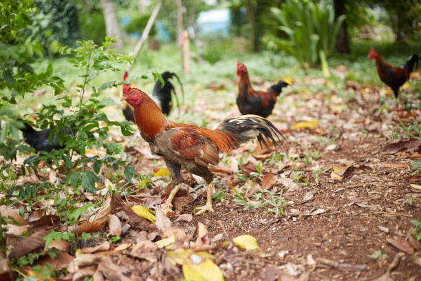 istock Rooster and hen in the garden, selective focus 1503269519