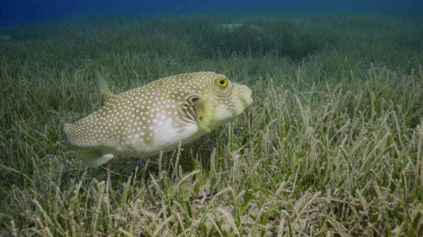 istock Broadbarred Toadfish or White-spotted puffer (Arothron hispidus) swims over seagrass bed among Round Leaf Sea Grass or Noodle seagrass (Syringodium isoetifolium) in evening, Red sea, Safaga, Egypt 1503274042