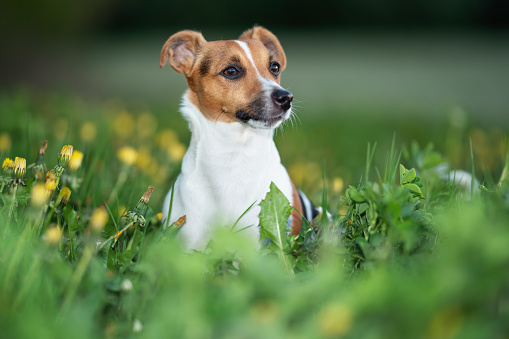 Small Jack Russell terrier sitting on meadow in spring, yellow dandelion flowers near.