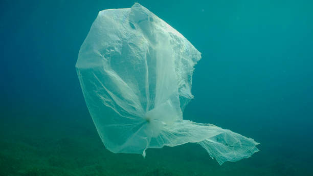 istock Old plastic bag drifting in  water column over seagrass meadow. Plastic bag floating underwater on the blue depth, environmental pollution. Plastic pollution of Ocean, Red sea, Safaga, Egypt 1503274388