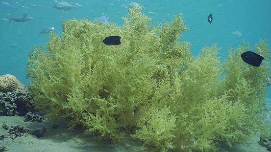Soft coral Yellow Broccoli or Broccoli coral (Litophyton arboreum) Red sea, Safaga, Egypt