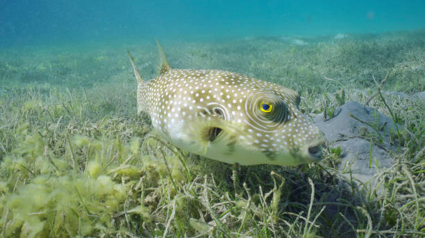 Broadbarred Toadfish or White-spotted puffer (Arothron hispidus) swims over seagrass bed among Round Leaf Sea Grass or Noodle seagrass (Syringodium isoetifolium) in evening, Red sea, Safaga, Egypt