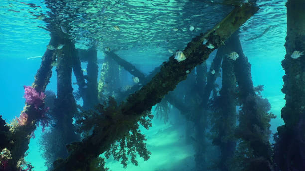 istock Bright multi-colored Soft Coral Dendronephthya hang in clusters from support of pier on brightly sunny day insunrays, Red sea, Safaga, Egypt 1503274450