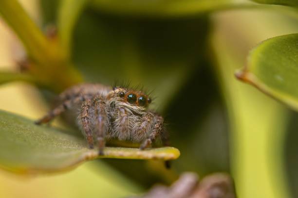 istock Small jumping spider perched atop a vibrant green plant leaf 1503275249