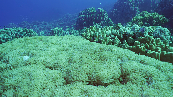 Flowerpot coral or Anemone coral (Goniopora columna) in coral garden, Red sea, Safaga, Egypt