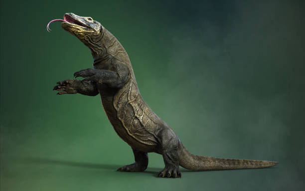 3d Illustration Komodo Dragon pose on green studio. stock photo