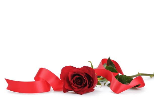 istock fresh red rose with ribbon isolated over white background 1503276127