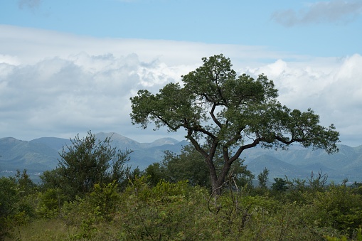 A large tree stands tall in a lush green grassy meadow, with rugged mountains in the background