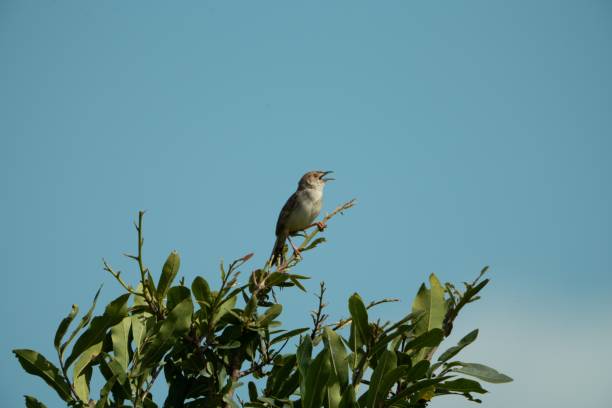istock Small bird perched on a tree branch in a natural outdoor setting against a blue sky 1503276399
