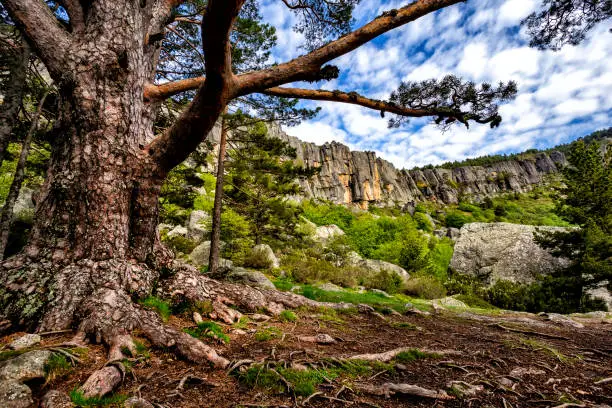 Primavera en los Picos de Urbión. Soria.