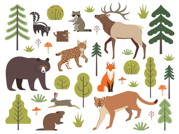 ilustrações de stock, clip art, desenhos animados e ícones de north american forest animals and plants - beaver canada north america rodent