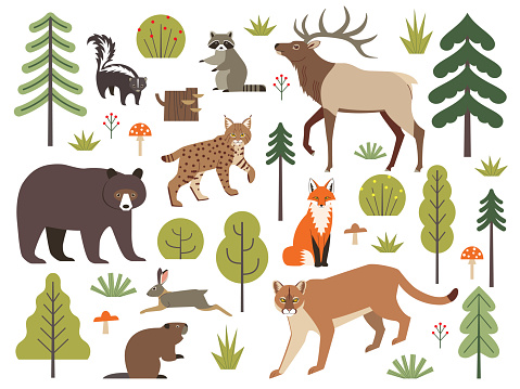 Vector set of North American forest animals, trees, bushes, mushrooms and berries isolated on white background.  Vector clipart of American black bear, elk, puma, bobcat, fox, raccoon, skunk, hare and beaver.