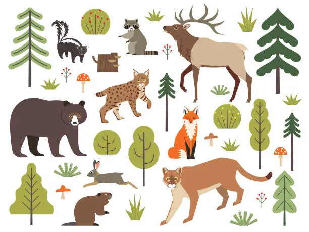 Vector illustration of North American forest animals and plants