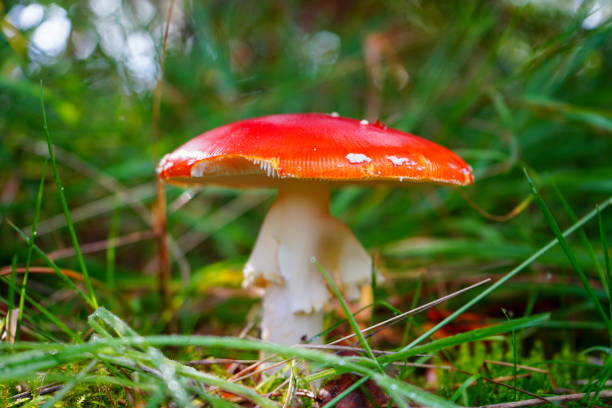 istock Close up of a red fly agaric mushroom in the undergrowth 1503277633
