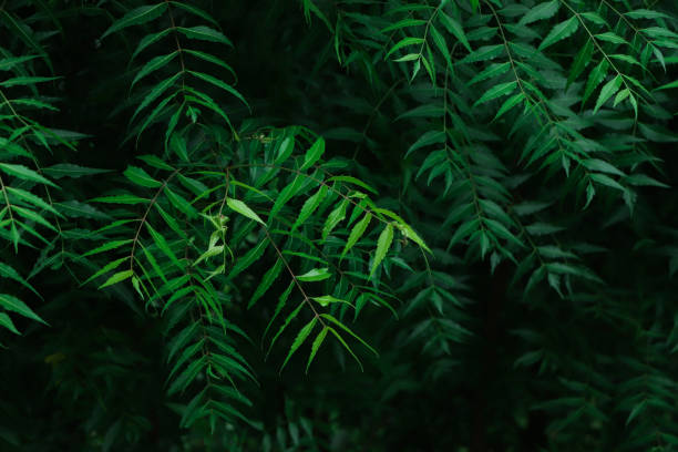 istock NEEM A leaf of a Neem tree at Bangladesh 1503277663