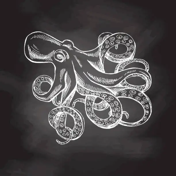 Vector illustration of Hand drawn white sketch of octopus. Vector aquatic monochrome  illustration isolated on chalkboard  background.