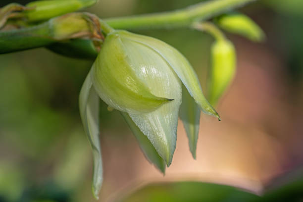Yucca Flower June 2023: Close-up of a white Yucca Flower spring bud selective focus outdoors stock pictures, royalty-free photos & images