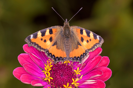 The small tortoiseshell - Aglais urticae resting a blossom of the common zinnia or elegant zinnia - Zinnia elegans