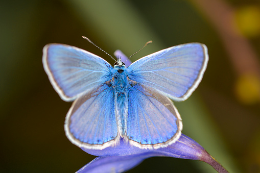 Common blue butterfly or European common blue - Polyommatus icarus - resting on a blue blossom