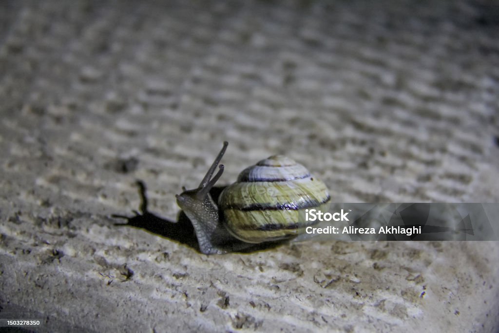 the snail She was going her way when I suddenly found her and started taking pictures of her Animal Stock Photo