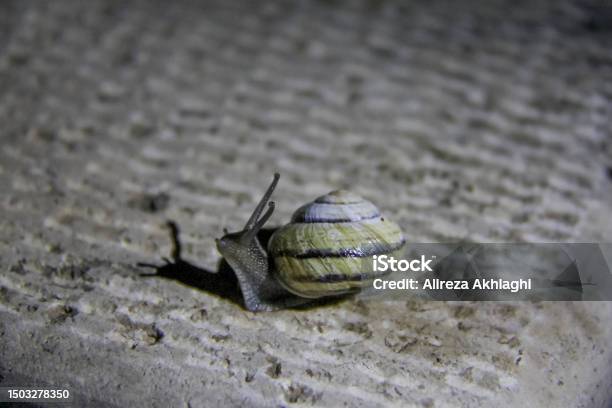 The Snail Stock Photo - Download Image Now - Animal, Animal Antenna, Animal Shell