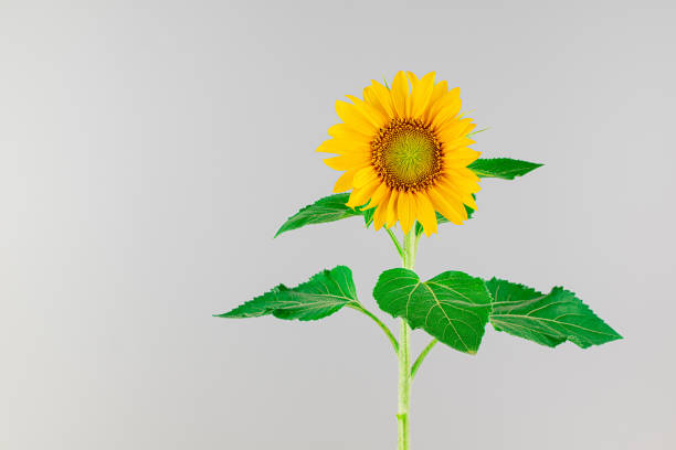 istock Sunflower With Green Leaves Close up 1503280778