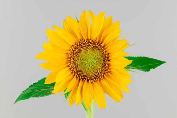 istock Sunflower With Green Leaves Close up 1503281051