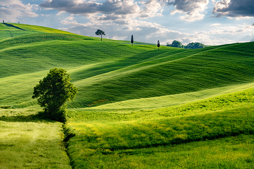 Cypress treelined spring landscape of Tuscany, Val d'Orcia, Italy