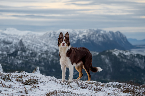 Dog looking at camera on a mountain