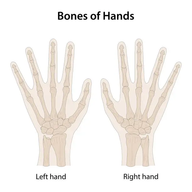 Vector illustration of Bones of hands, dorsal (posterior) view